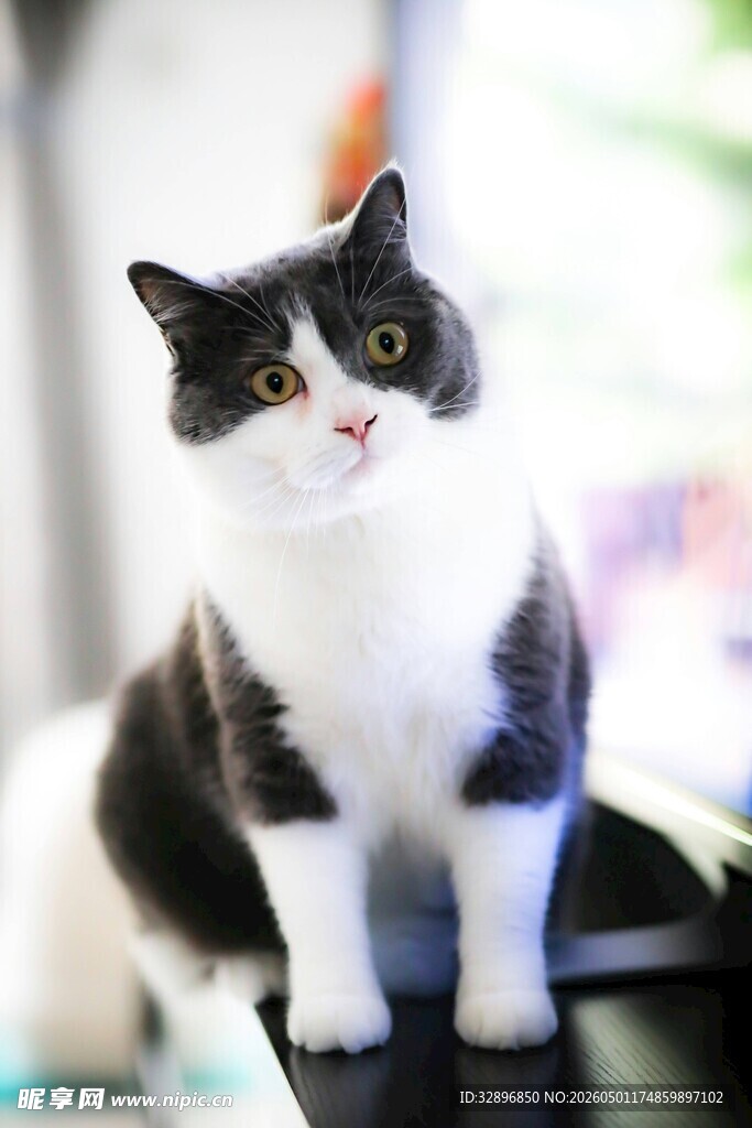 黑白萌猫乖巧端坐