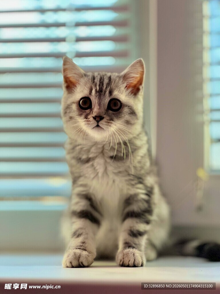 窗边可爱小猫咪
