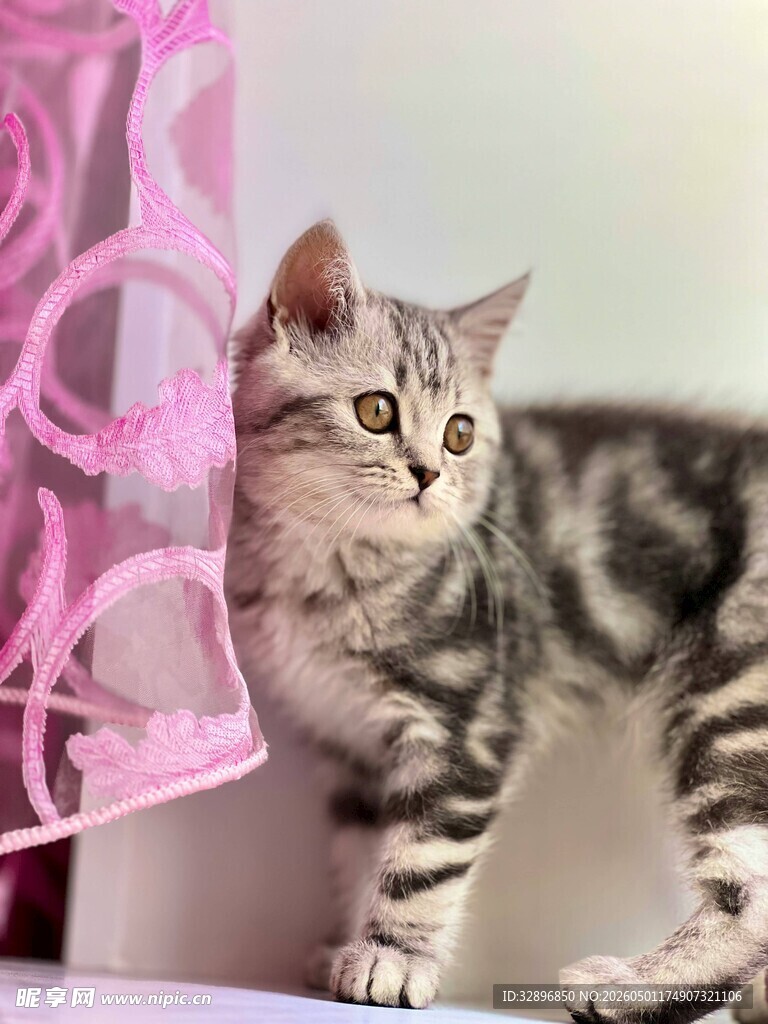 萌猫躲在粉色窗帘后张望