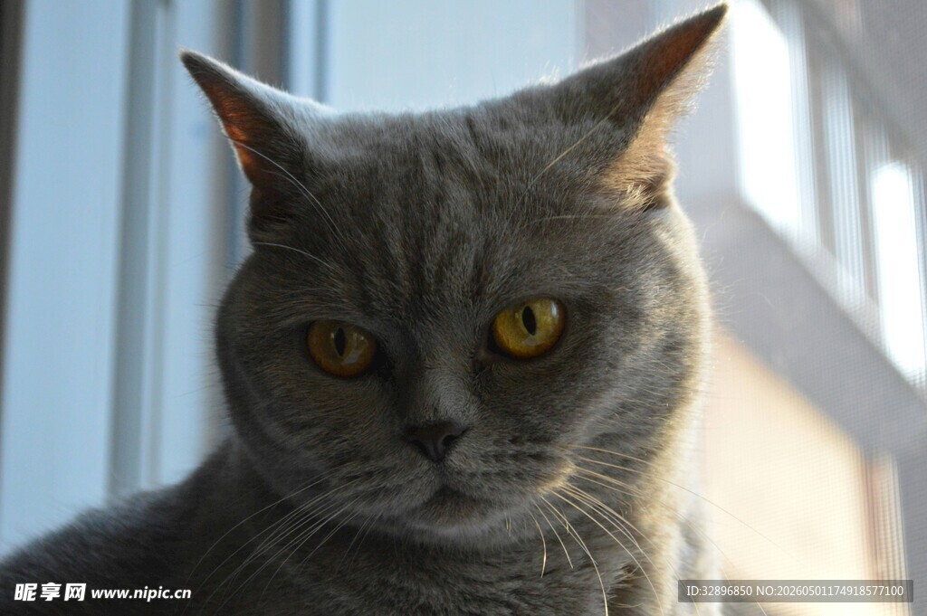 窗边的灰猫