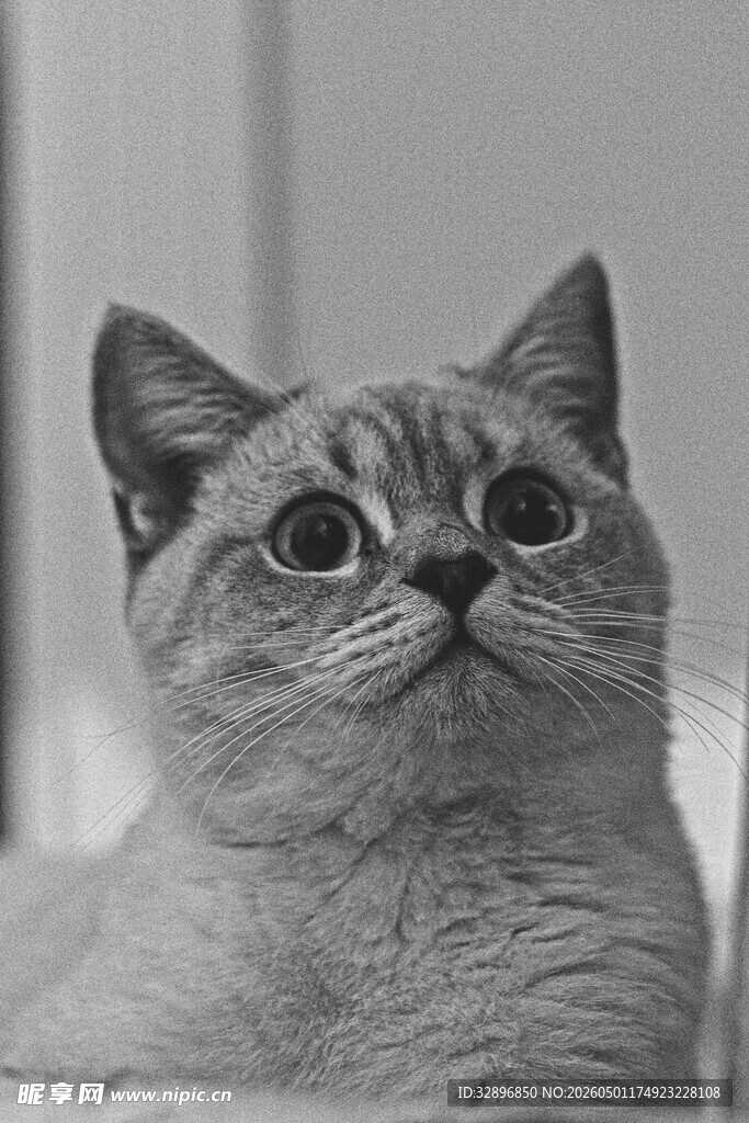 呆萌猫咪抬头好奇张望