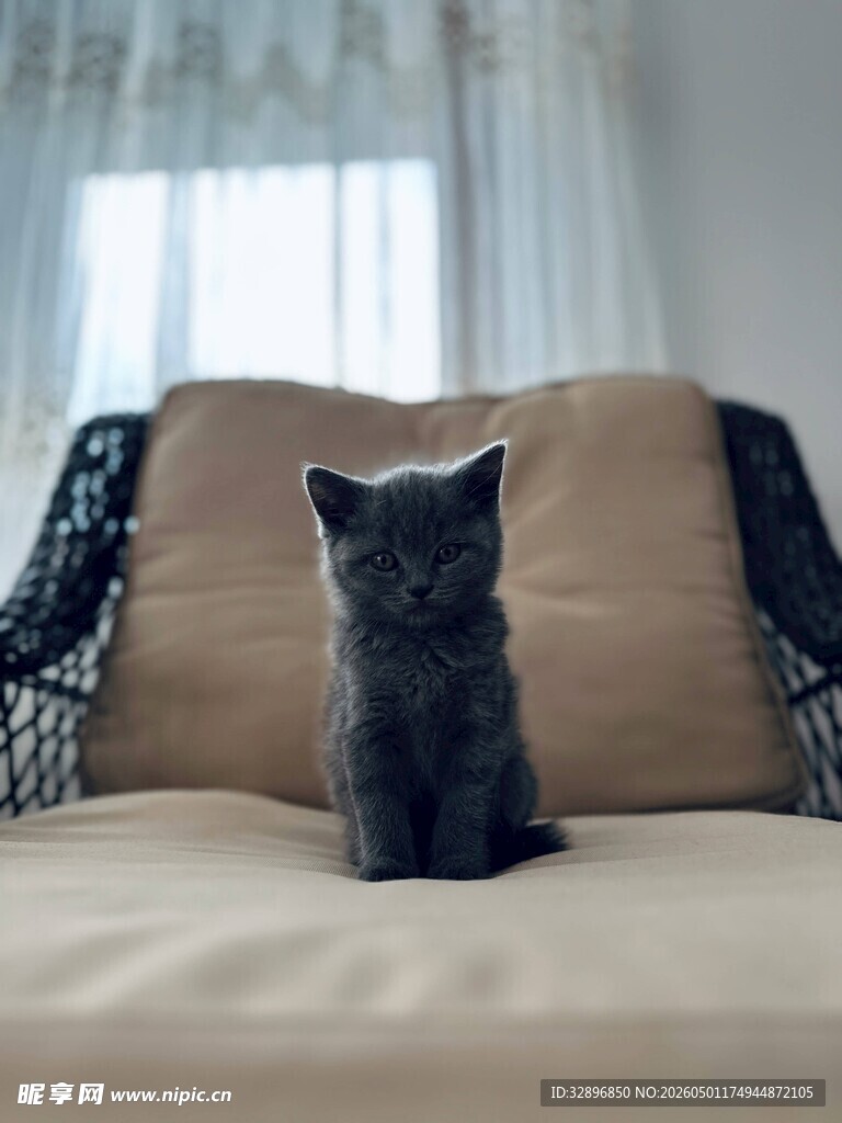 沙发上的小黑猫