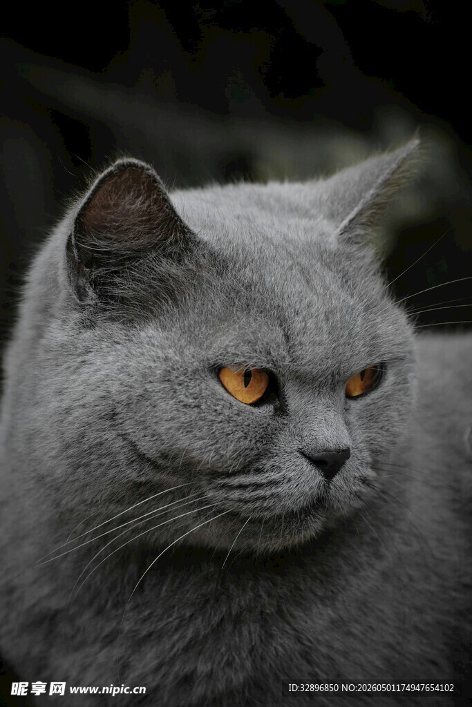灰蓝猫咪的专注神情