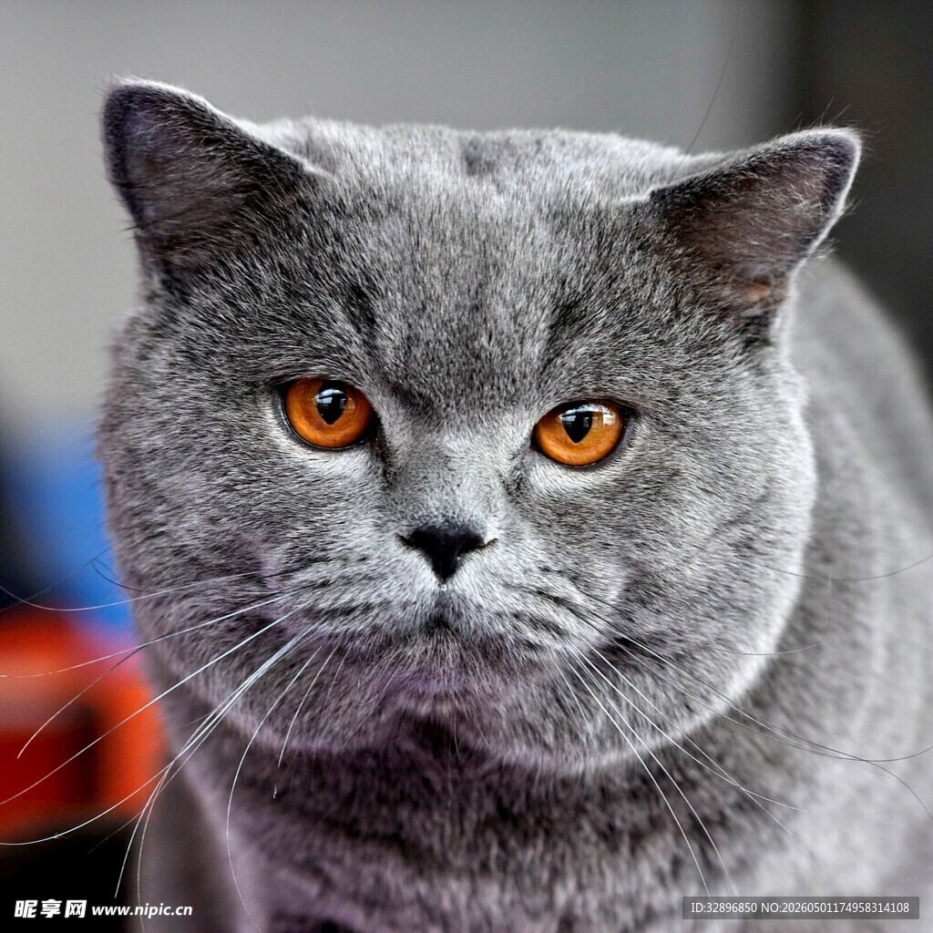 灰毛英短猫的特写