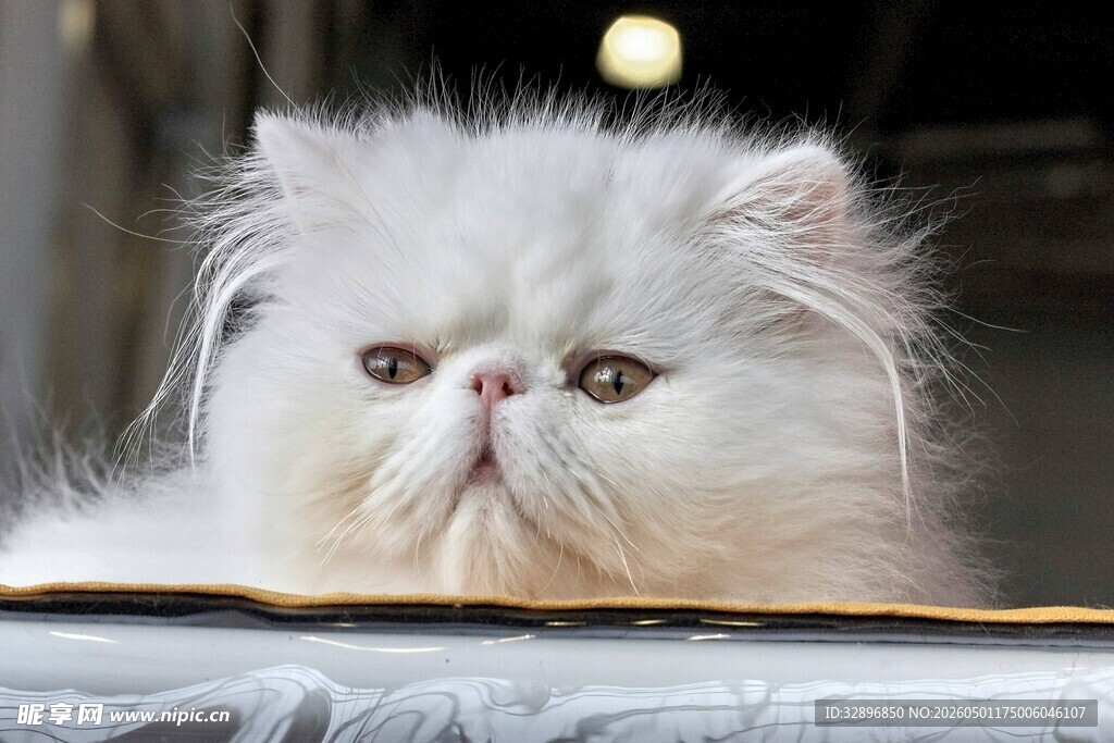 慵懒波斯猫趴卧瞬间