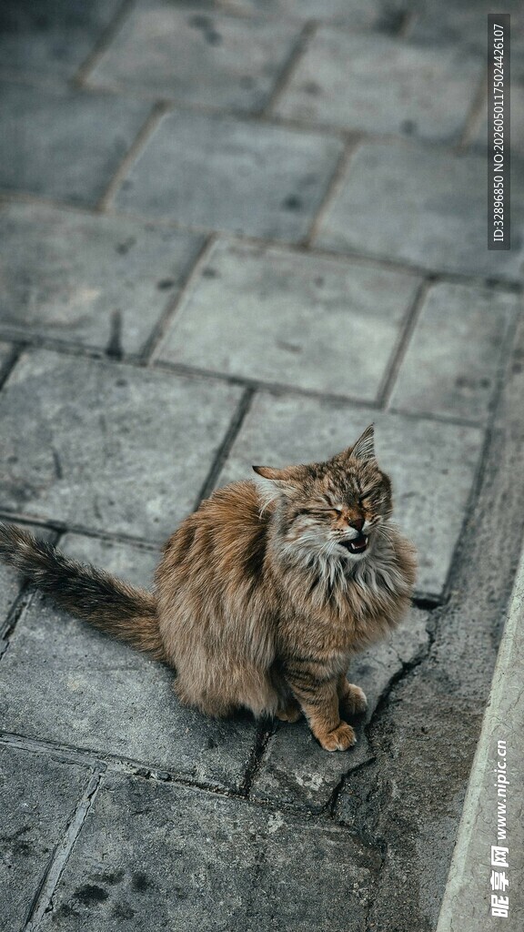 蹲坐石板上的可爱猫咪