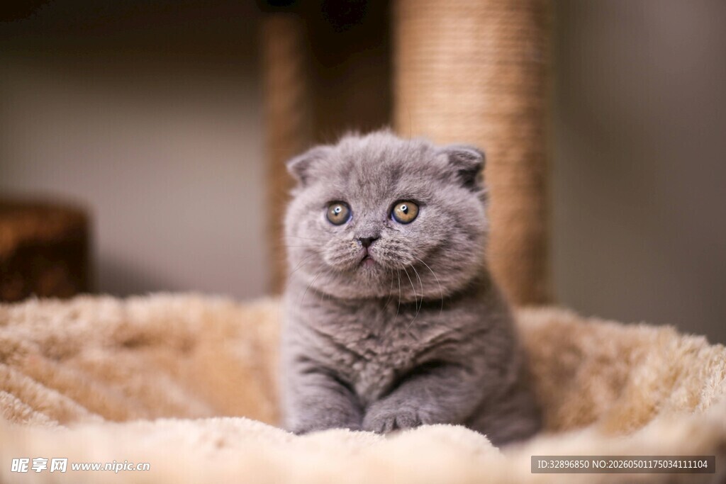 可爱蓝猫端坐小窝