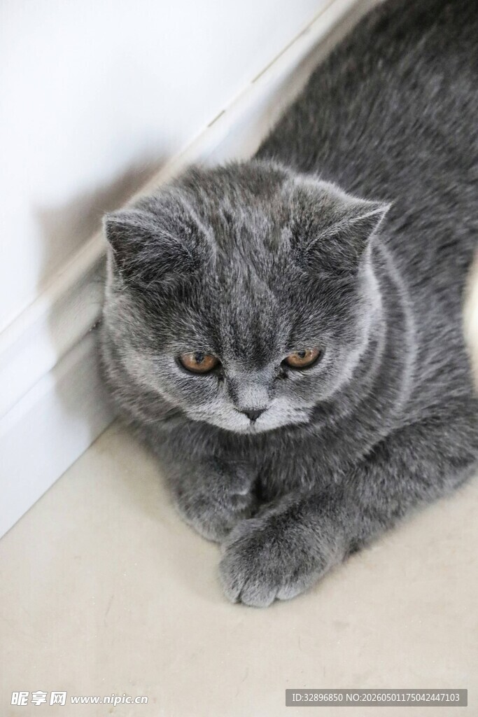 灰猫趴地眼神专注