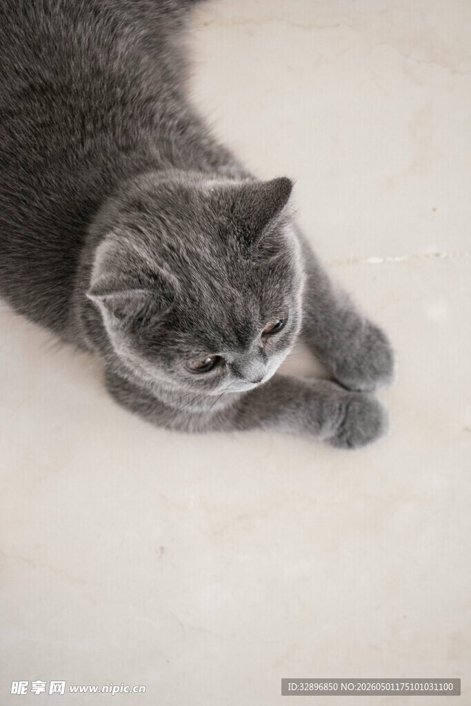 趴着的灰毛猫咪
