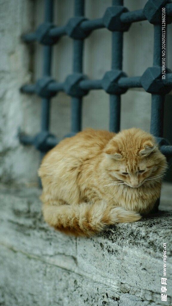 铁栏下安睡的橘猫