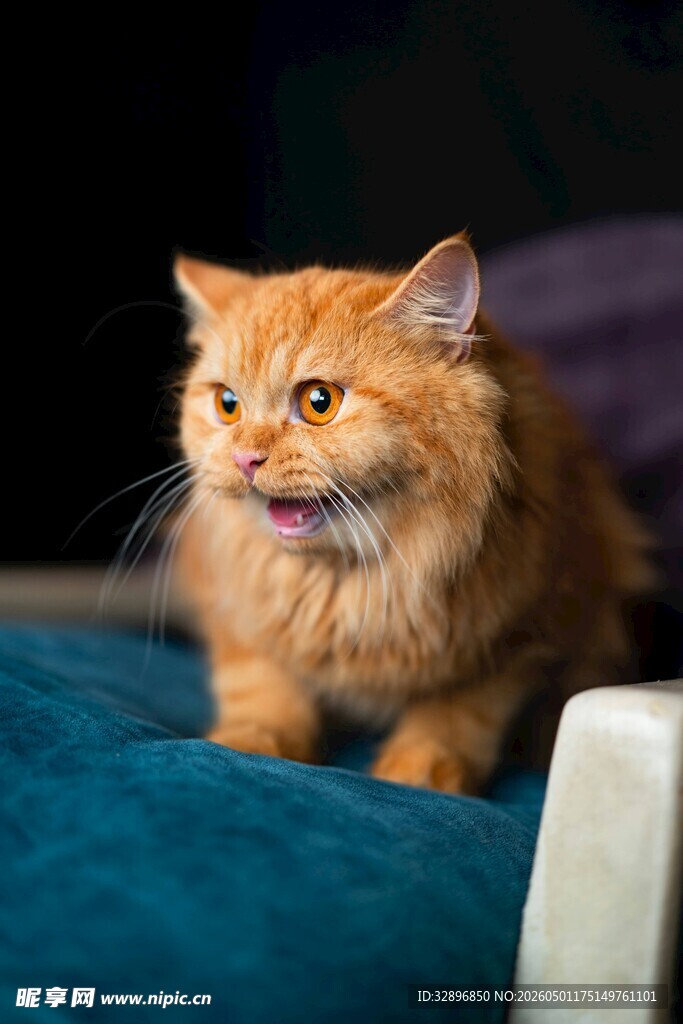 橘色长毛猫坐于蓝色垫子上