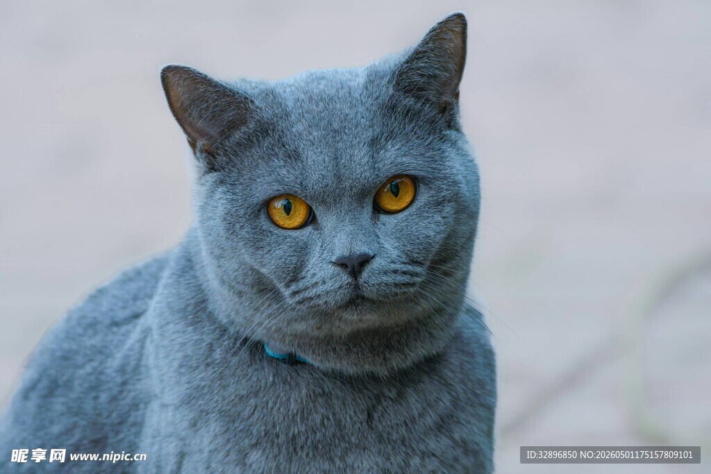 灰蓝猫咪的专注神情