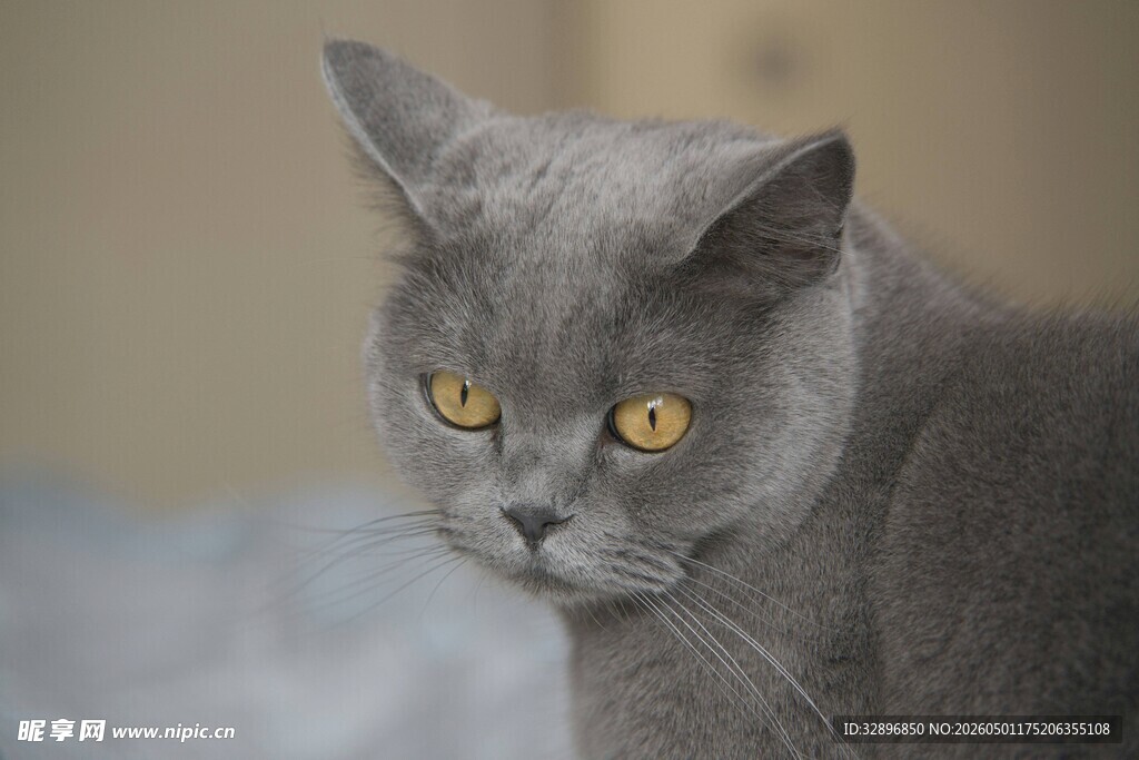 灰蓝猫特写