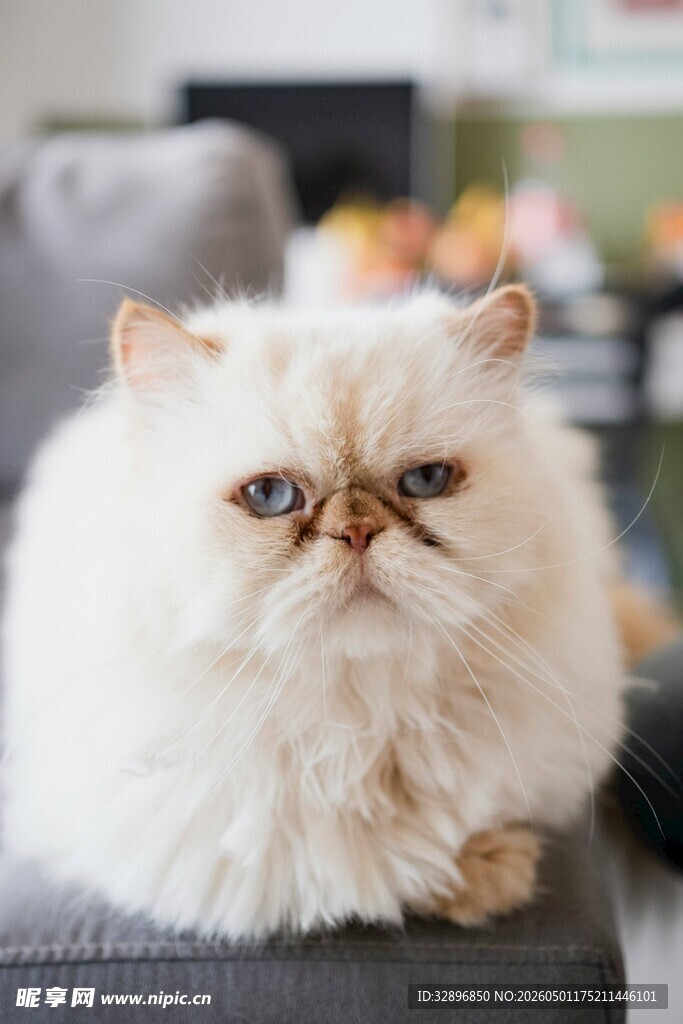 可爱长毛猫咪慵懒趴坐