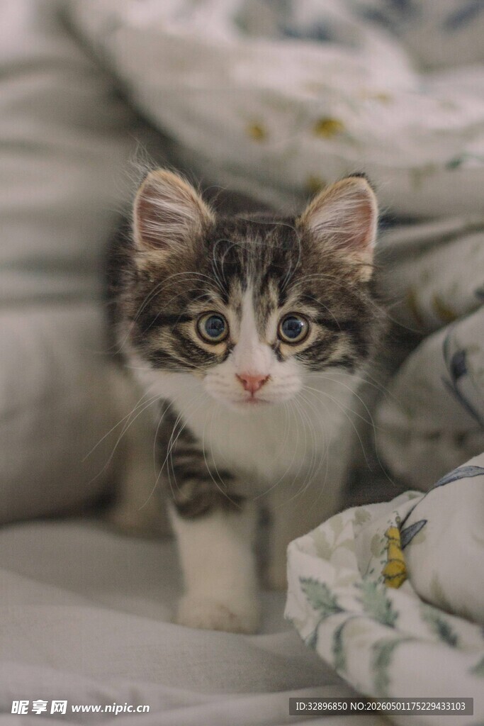 可爱小猫咪趴在柔软床上