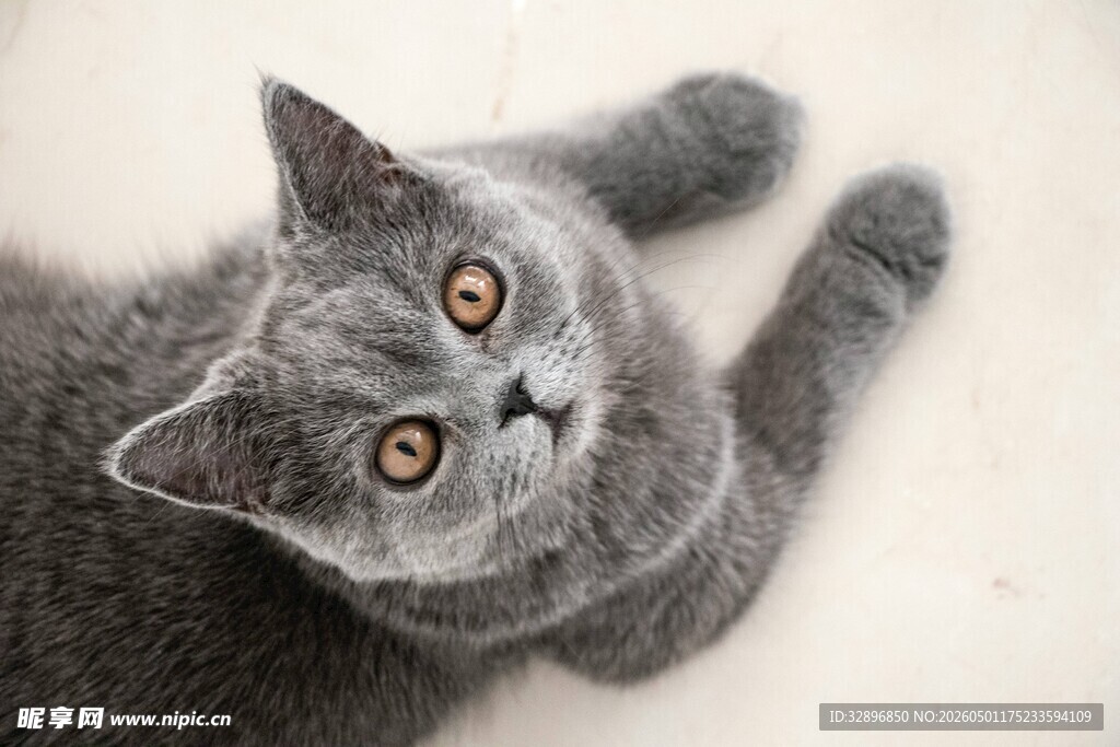 可爱灰猫仰头望镜头
