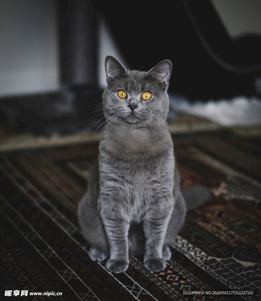 灰色猫咪端坐凝视