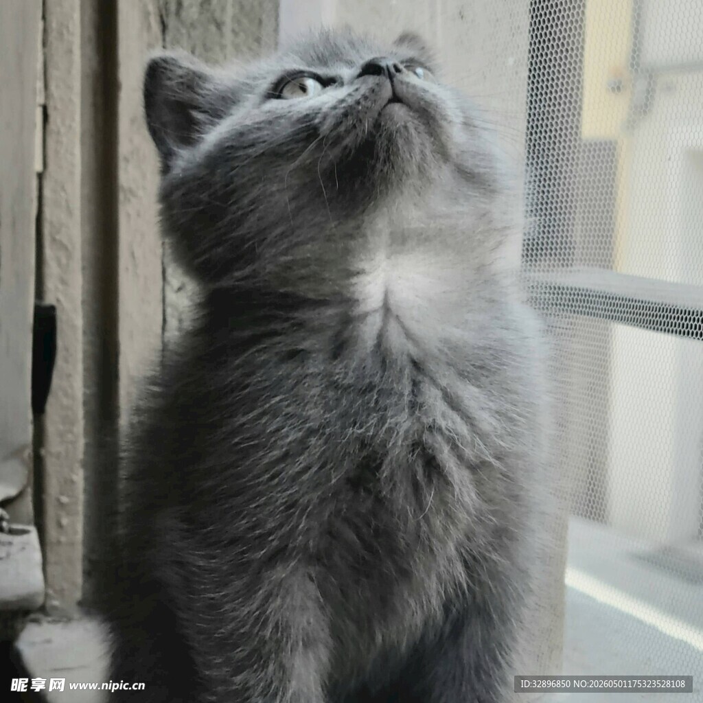 窗边仰望的小灰猫