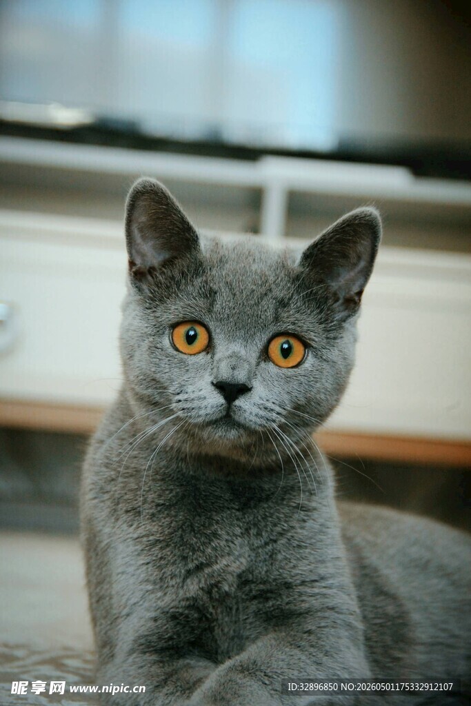 可爱灰猫睁大眼睛瞧着