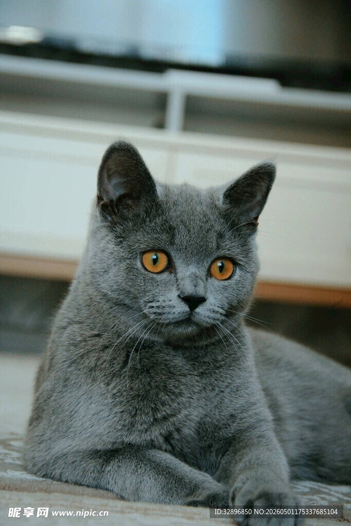 灰色猫咪趴卧