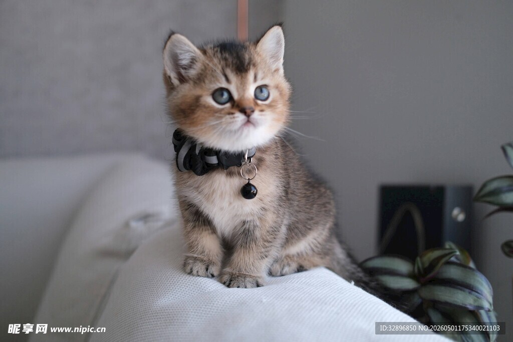 可爱小猫端坐沙发