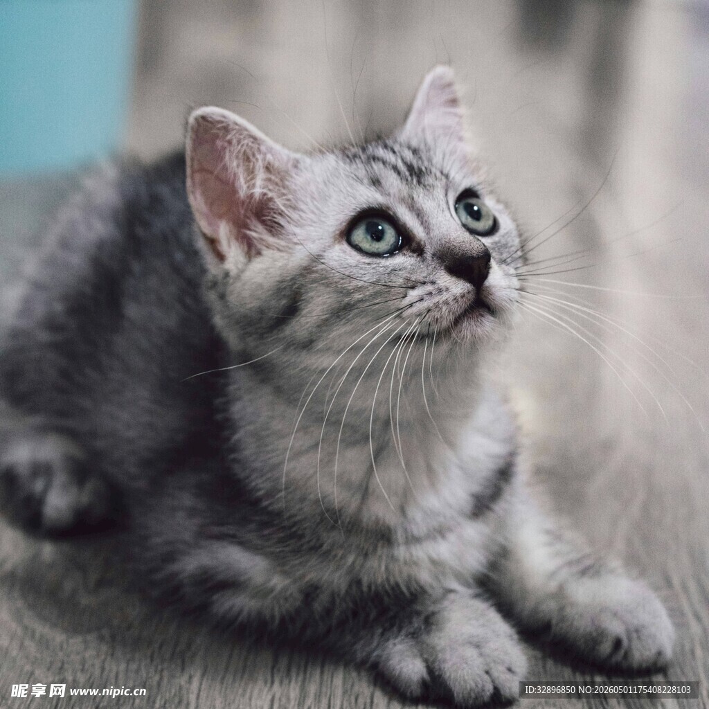 可爱灰猫仰头望