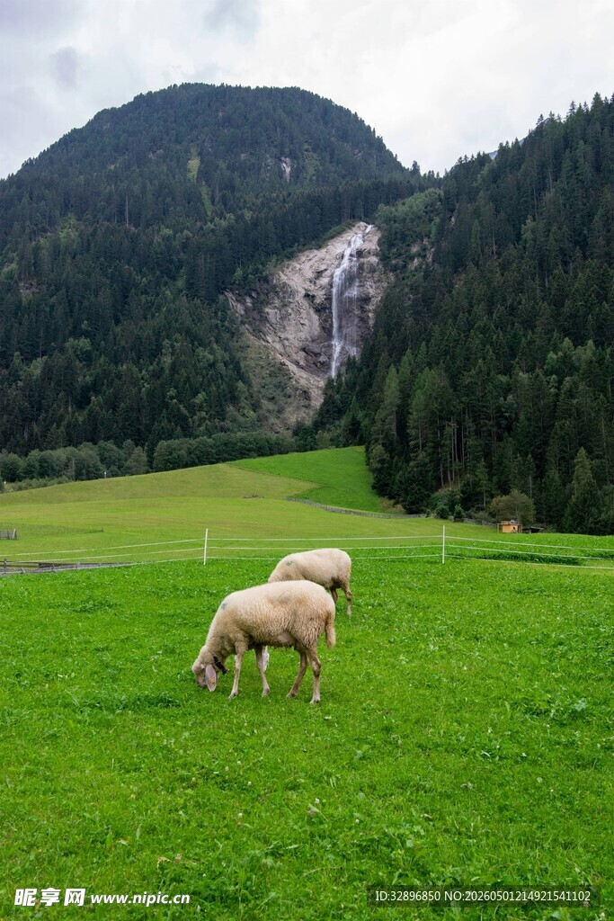 草原上的羊与秀丽山景