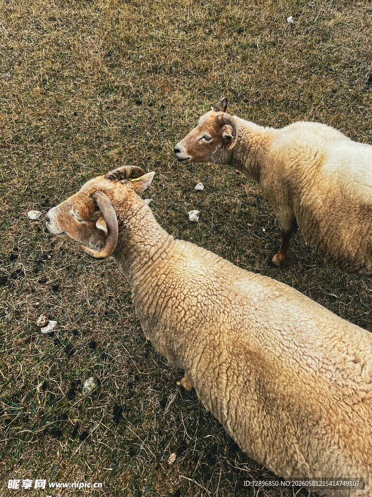 草地上的两只绵羊