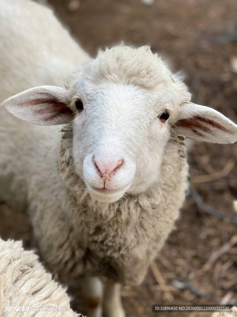 可爱小羊特写