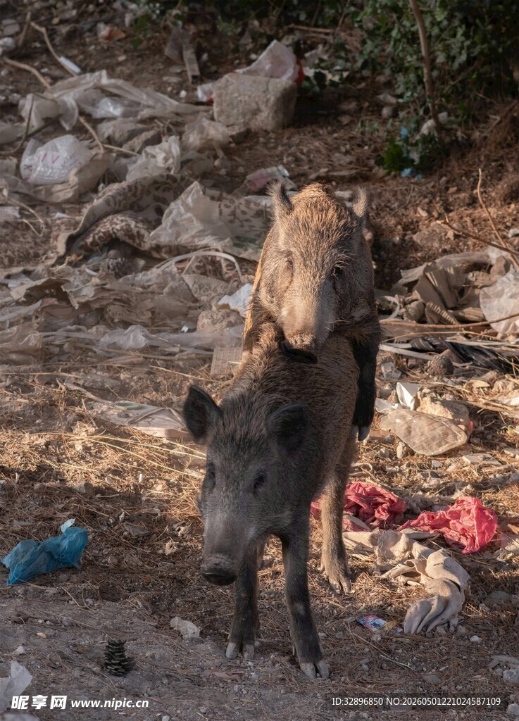 野猪背负死物于杂乱之地