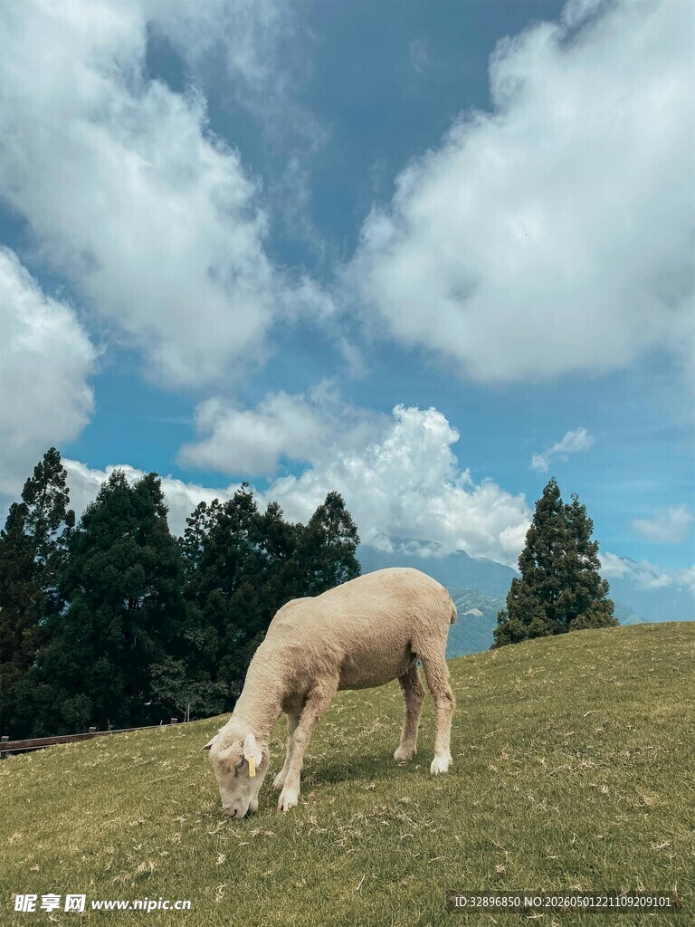 草原上的羊驼在悠闲吃草