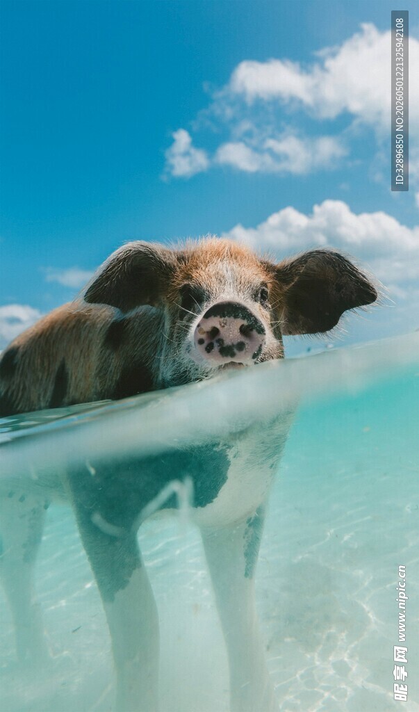 水中萌猪