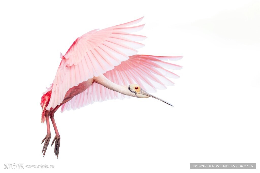 粉红琵鹭展翅高飞
