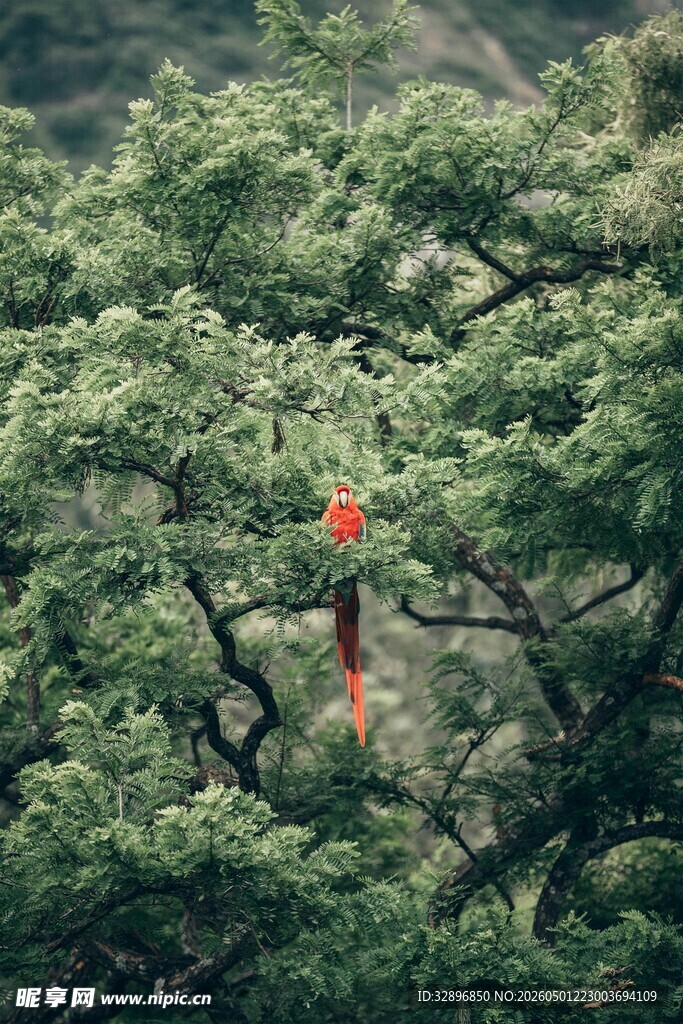 绿叶间的一抹红