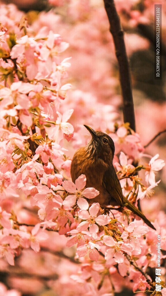 蜂鸟栖于烂漫樱花枝间