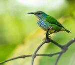 绿羽小鸟栖于枝头