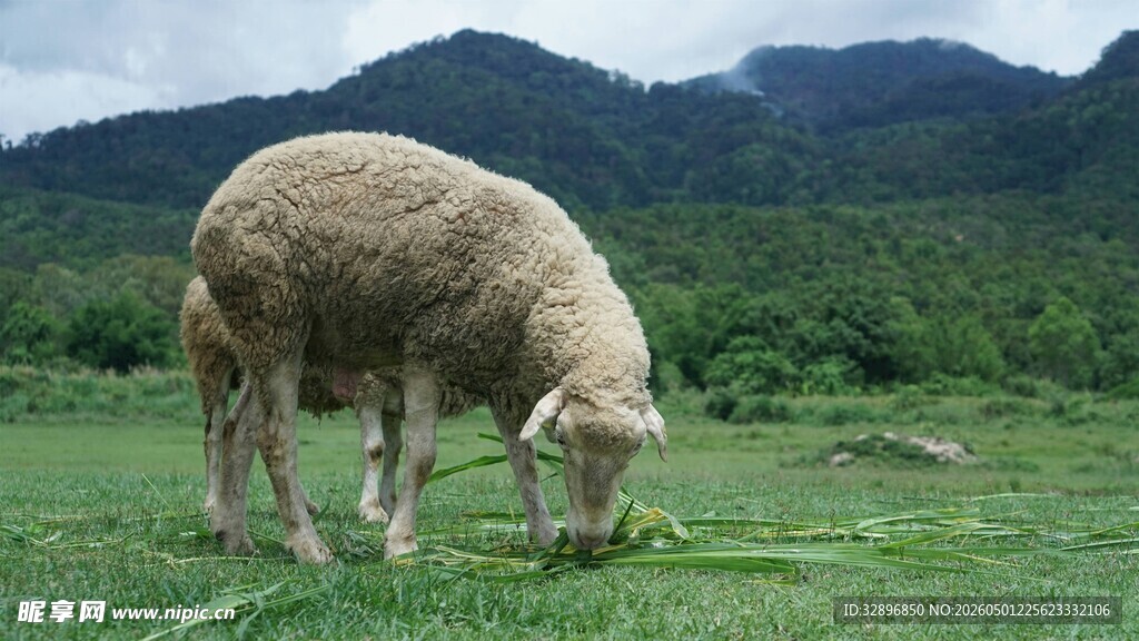 草原上低头吃草的绵羊