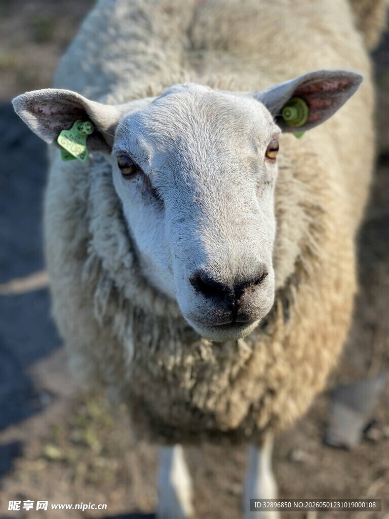 可爱小羊特写