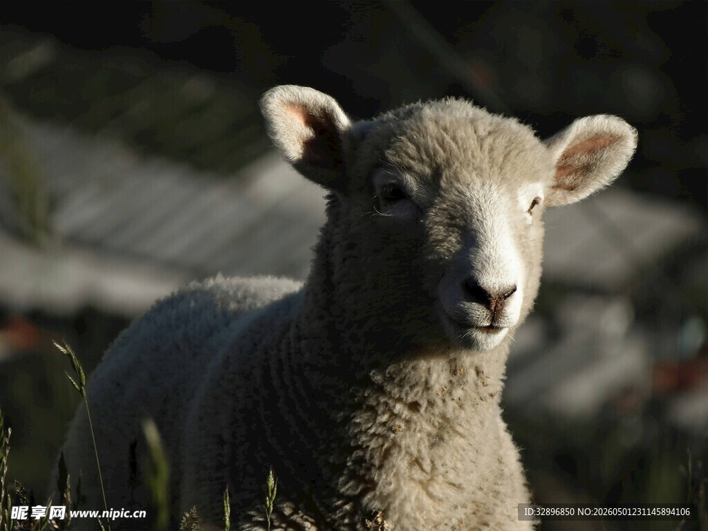 可爱小羊站在户外