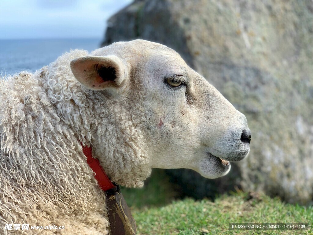 戴红项圈的羊在海边草地