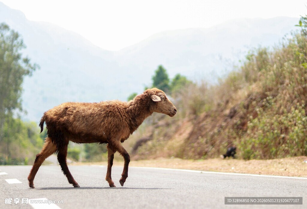 公路上独行的棕色山羊