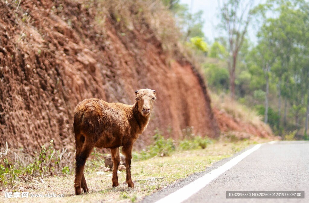 公路边站立的棕色山羊