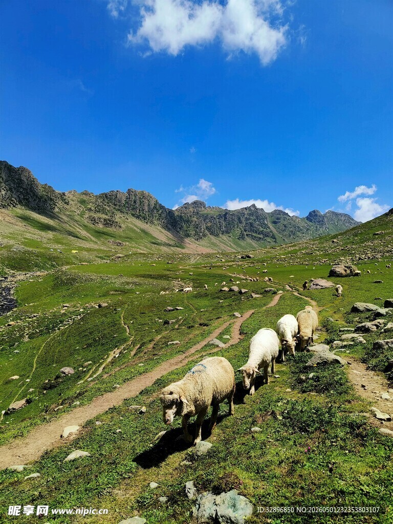 山间牧道上的羊群