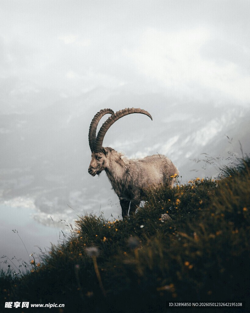 高山上的长角野山羊