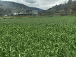 广袤农田与远山景色  蒜苗
