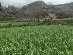 春日绿野 远山含黛  蒜苗