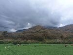 山间绿野 牛羊悠然