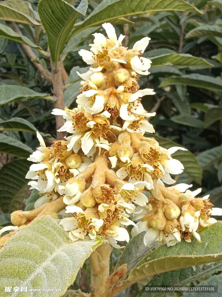 枇杷花绽放