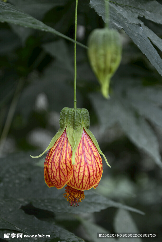 巴西风铃花