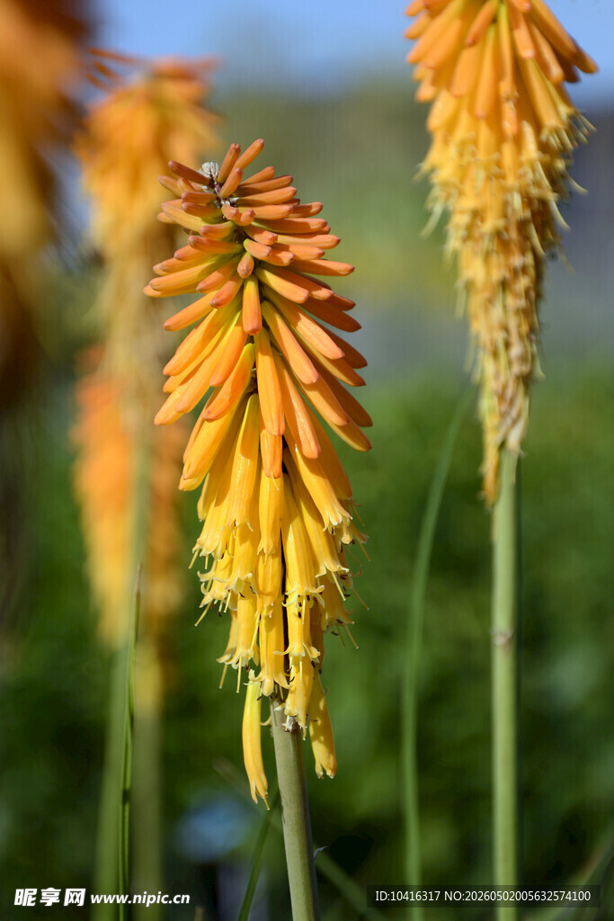 火炬花